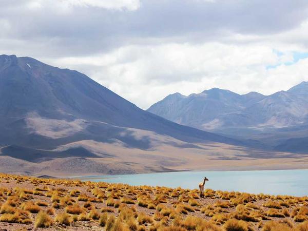 Magic Studio AI: Master Japanese Manga & Anime Art Creation